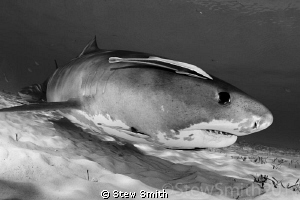 A nice close up in B & W by Stew Smith 